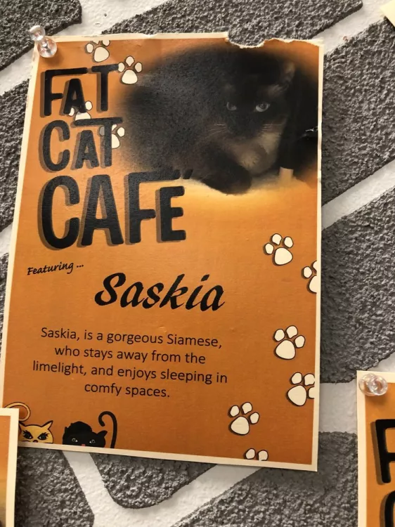 Fat Cat Café, Florida, Tallahassee